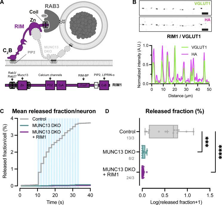 https://cdn.ncbi.nlm.nih.gov/pmc/blobs/9d90/12240046/c00d6a5d5b49/jcb_202409196_fig2.jpg