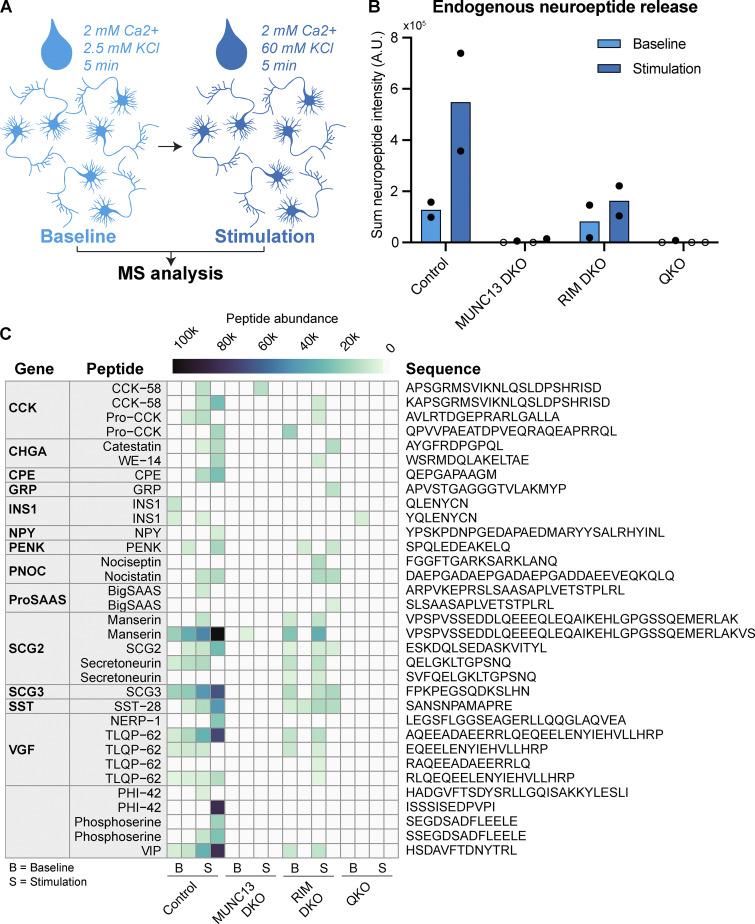 https://cdn.ncbi.nlm.nih.gov/pmc/blobs/9d90/12240046/eb96f649201d/jcb_202409196_fig3.jpg
