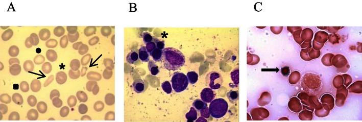 https://cdn.ncbi.nlm.nih.gov/pmc/blobs/9d91/4867561/fe4d69b6a54b/MGG3-4-273-g001.jpg