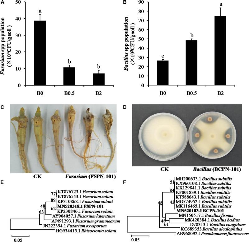 https://cdn.ncbi.nlm.nih.gov/pmc/blobs/9d95/7201025/ceed29f4d6b0/fmicb-11-00799-g006.jpg