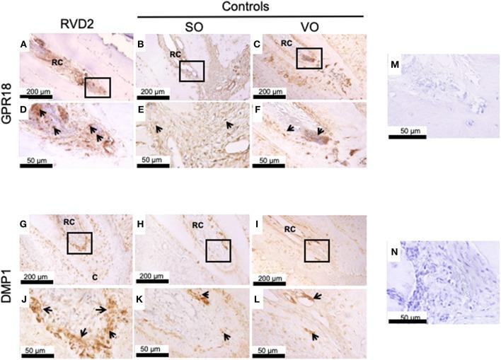 https://cdn.ncbi.nlm.nih.gov/pmc/blobs/9d96/6399419/3c0332a0d0ff/fimmu-10-00307-g0005.jpg