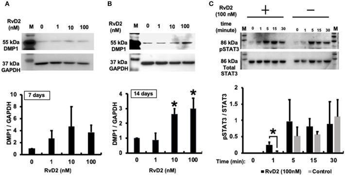 https://cdn.ncbi.nlm.nih.gov/pmc/blobs/9d96/6399419/3d0d04f1ce20/fimmu-10-00307-g0008.jpg