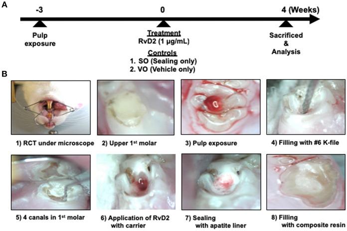 https://cdn.ncbi.nlm.nih.gov/pmc/blobs/9d96/6399419/bac825c88a2a/fimmu-10-00307-g0001.jpg