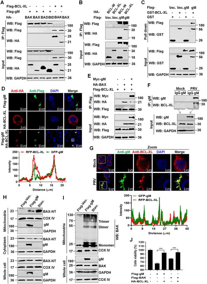https://cdn.ncbi.nlm.nih.gov/pmc/blobs/9d98/11051632/06c9c5844357/ppat.1012146.g004.jpg