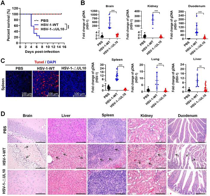 https://cdn.ncbi.nlm.nih.gov/pmc/blobs/9d98/11051632/43a357f81f31/ppat.1012146.g007.jpg