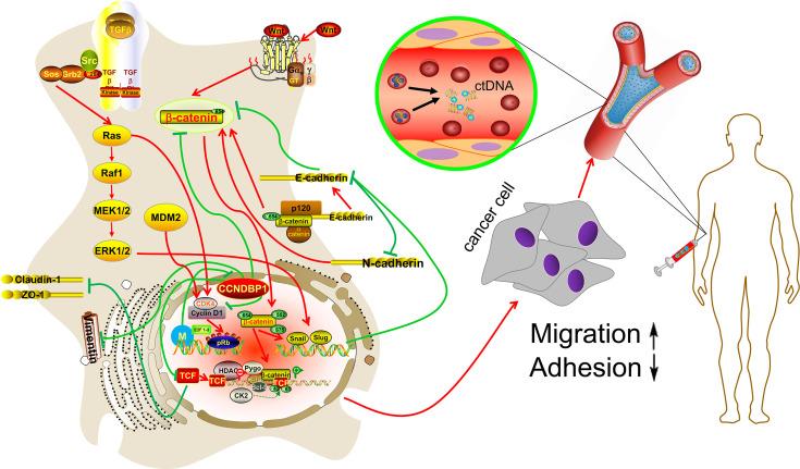 https://cdn.ncbi.nlm.nih.gov/pmc/blobs/9d99/8493074/3d40aa058e0d/fonc-11-687012-g008.jpg