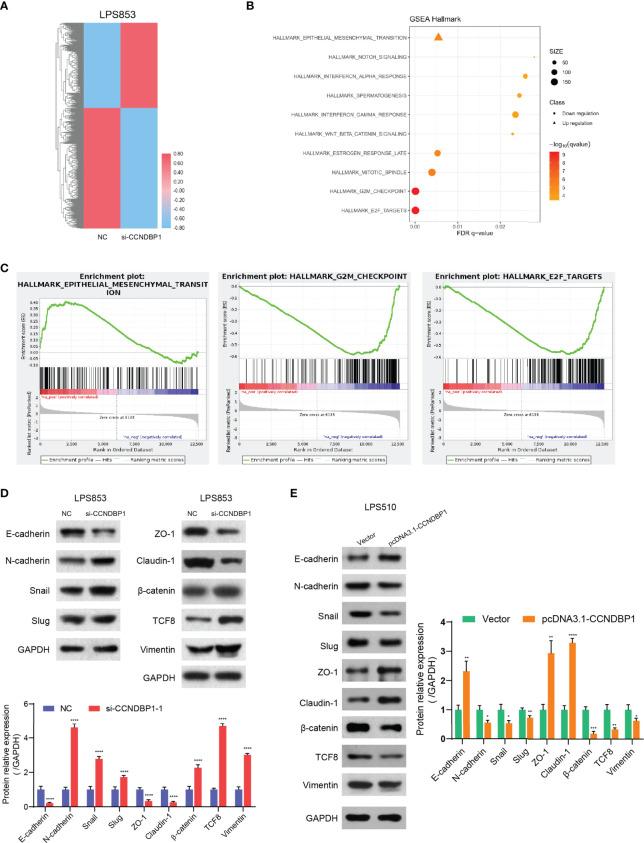 https://cdn.ncbi.nlm.nih.gov/pmc/blobs/9d99/8493074/e4a5deebcb3c/fonc-11-687012-g006.jpg
