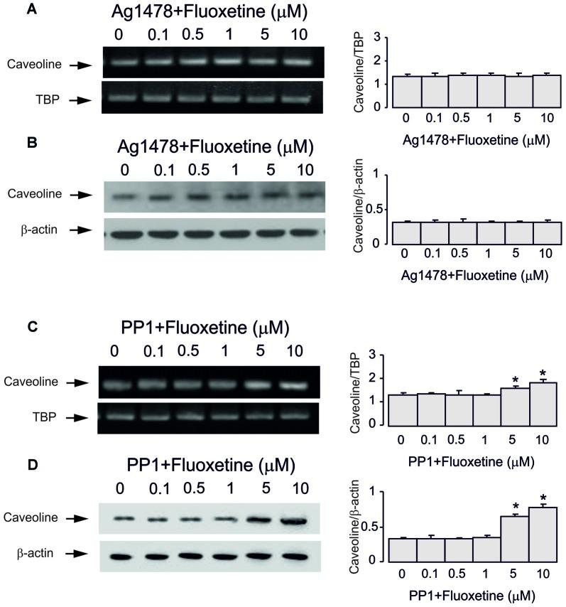 https://cdn.ncbi.nlm.nih.gov/pmc/blobs/9d9b/5671492/b38df343735a/fncel-11-00335-g0004.jpg