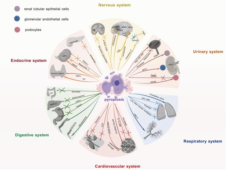 https://cdn.ncbi.nlm.nih.gov/pmc/blobs/9d9e/12360325/4f8eb646fdef/peerj-13-19887-g003.jpg