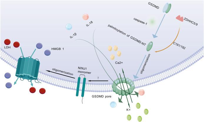 https://cdn.ncbi.nlm.nih.gov/pmc/blobs/9d9e/12360325/db0c4f5dce80/peerj-13-19887-g002.jpg