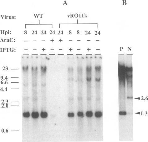 https://cdn.ncbi.nlm.nih.gov/pmc/blobs/9d9f/250286/2c3db75ab391/jvirol00054-0462-a.jpg