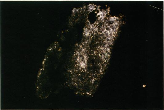 https://cdn.ncbi.nlm.nih.gov/pmc/blobs/9da4/1149516/58ba370ace76/biochemj00174-0092-a.jpg