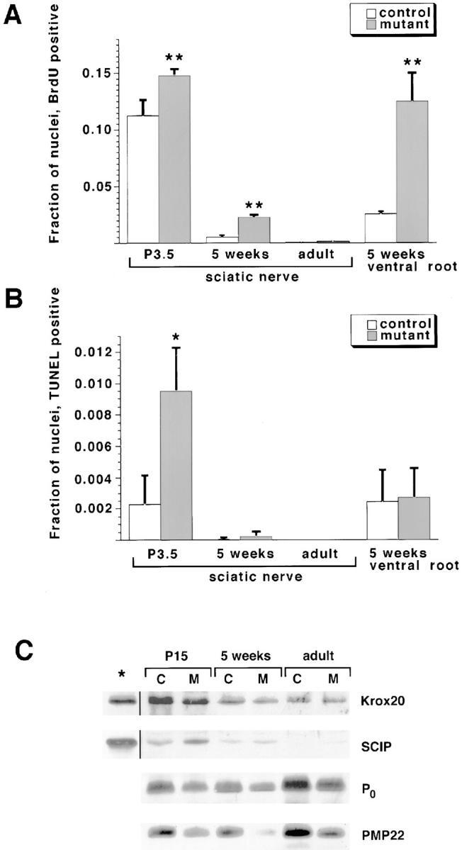 https://cdn.ncbi.nlm.nih.gov/pmc/blobs/9da5/2174554/64b291de04e3/JCB9911114.f6.jpg