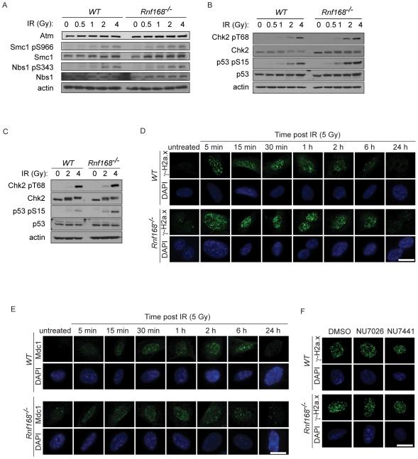 https://cdn.ncbi.nlm.nih.gov/pmc/blobs/9da5/3084200/2743ee33478a/pgen.1001381.g003.jpg