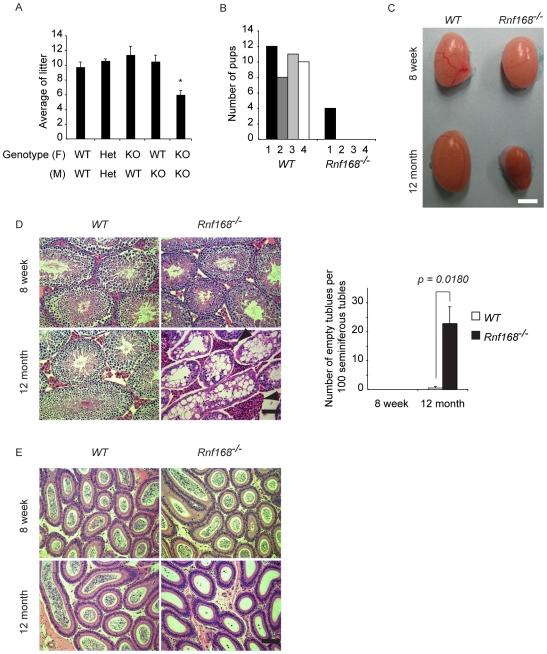 https://cdn.ncbi.nlm.nih.gov/pmc/blobs/9da5/3084200/3a7f57bd2eef/pgen.1001381.g004.jpg