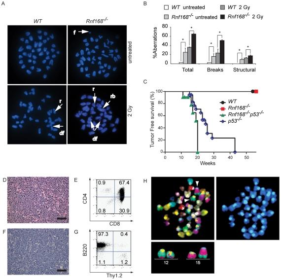 https://cdn.ncbi.nlm.nih.gov/pmc/blobs/9da5/3084200/79307177ba1d/pgen.1001381.g008.jpg