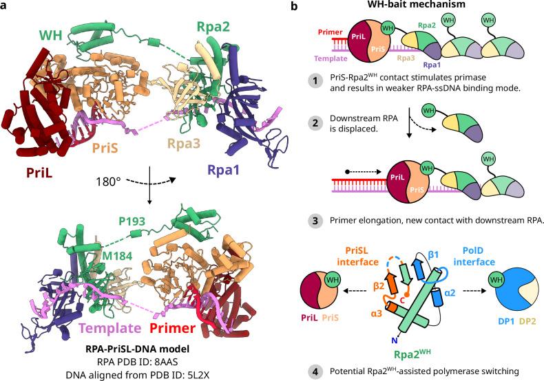 https://cdn.ncbi.nlm.nih.gov/pmc/blobs/9da7/11686378/3b1a52374591/41467_2024_55365_Fig8_HTML.jpg