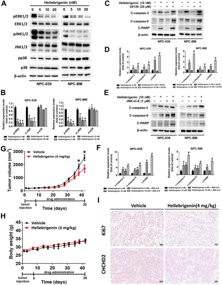 https://cdn.ncbi.nlm.nih.gov/pmc/blobs/9da8/12117870/5f4751eb35c9/JCMM-29-e70624-g001.jpg