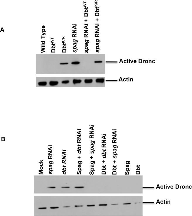 https://cdn.ncbi.nlm.nih.gov/pmc/blobs/9da8/4423883/7e0529264ced/pgen.1005171.g002.jpg