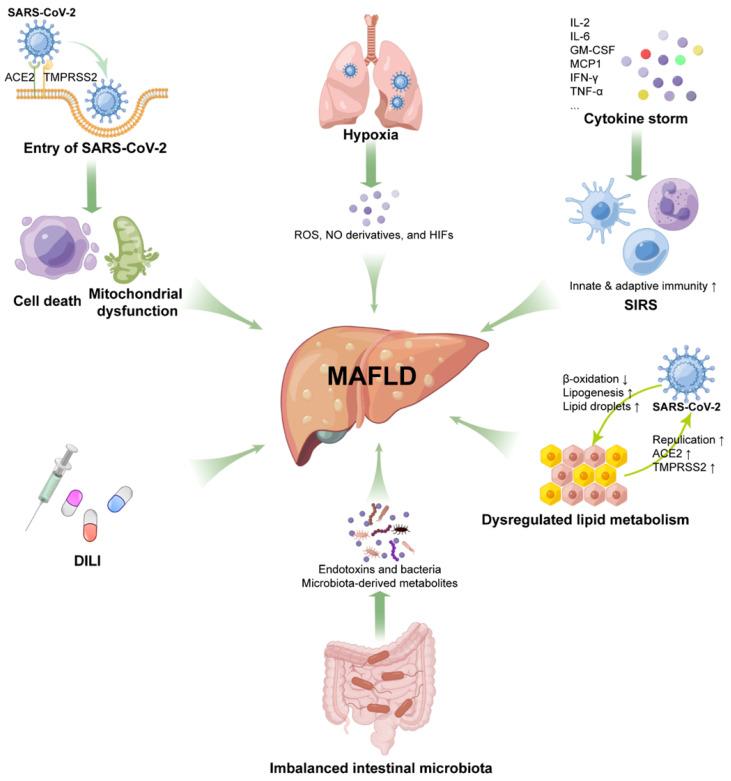 https://cdn.ncbi.nlm.nih.gov/pmc/blobs/9dad/9305262/e99828563d1f/ijbsv18p4756g003.jpg