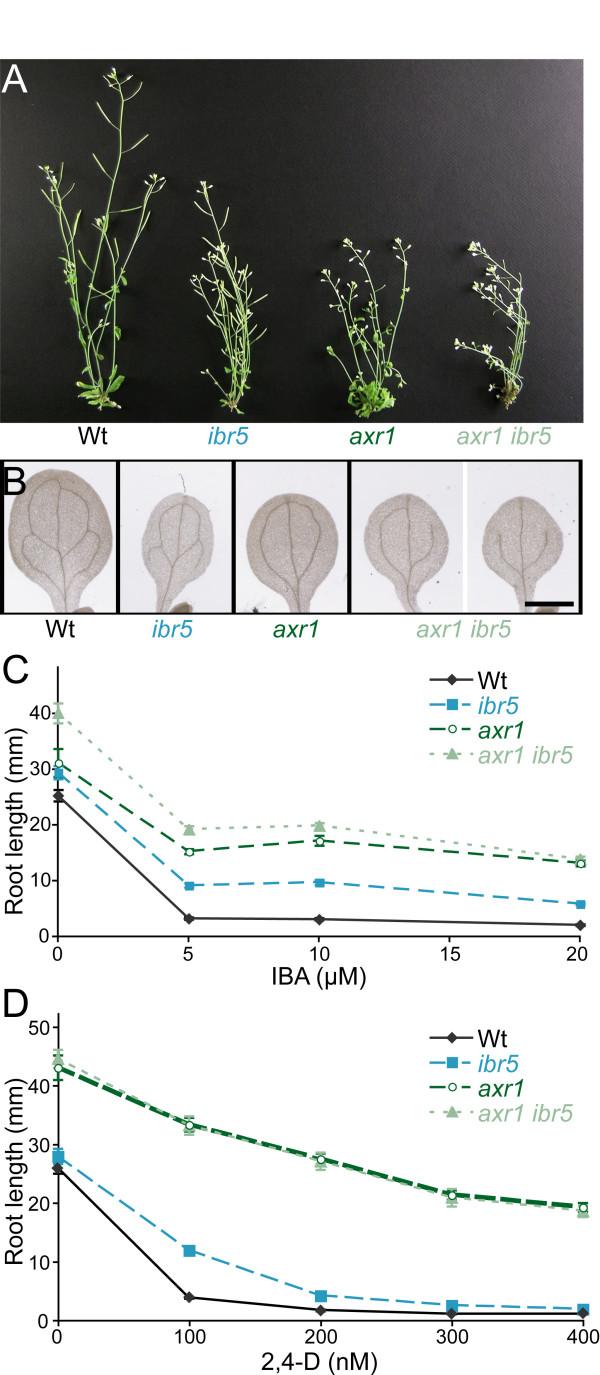 https://cdn.ncbi.nlm.nih.gov/pmc/blobs/9db0/2374786/5f6e624ebd39/1471-2229-8-41-3.jpg