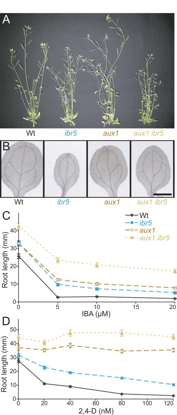 https://cdn.ncbi.nlm.nih.gov/pmc/blobs/9db0/2374786/9ba6542cce84/1471-2229-8-41-4.jpg
