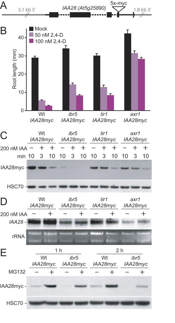 https://cdn.ncbi.nlm.nih.gov/pmc/blobs/9db0/2374786/a5acf9a44c26/1471-2229-8-41-7.jpg