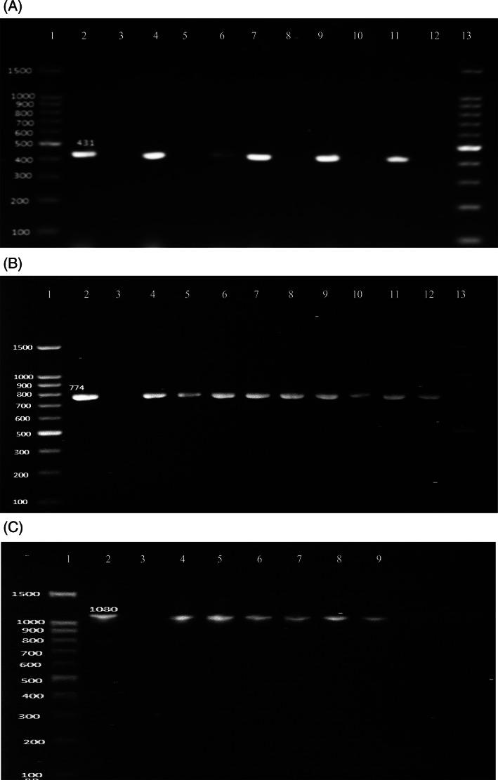 https://cdn.ncbi.nlm.nih.gov/pmc/blobs/9db0/8273605/237b122213f2/IWJ-18-510-g001.jpg