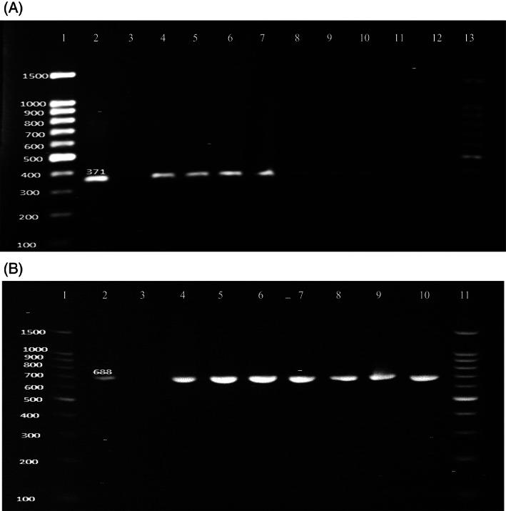 https://cdn.ncbi.nlm.nih.gov/pmc/blobs/9db0/8273605/dd54875f550e/IWJ-18-510-g002.jpg