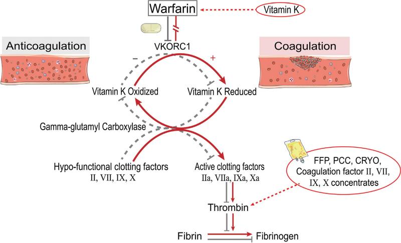 https://cdn.ncbi.nlm.nih.gov/pmc/blobs/9db2/9362864/89fa0716b590/bls-4-57-g001.jpg