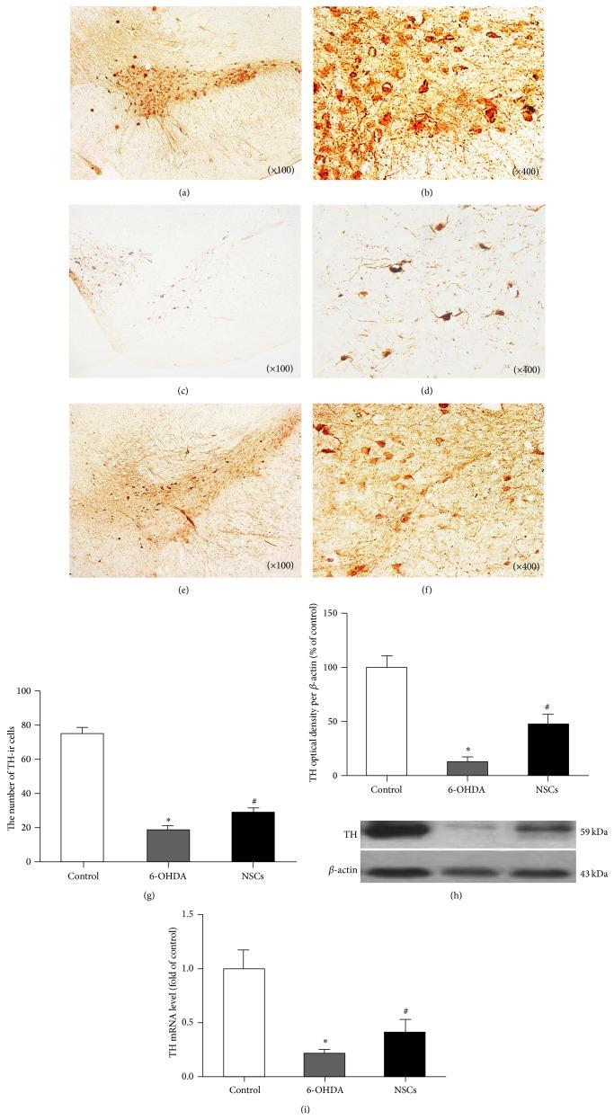 https://cdn.ncbi.nlm.nih.gov/pmc/blobs/9db5/4469843/e2b6654358e4/OMCL2015-618631.001.jpg