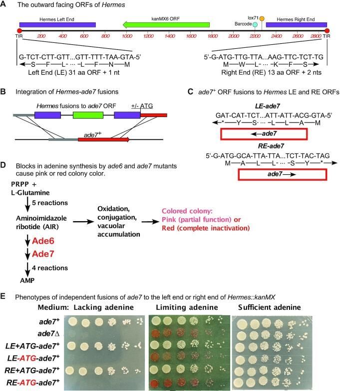 https://cdn.ncbi.nlm.nih.gov/pmc/blobs/9db9/9508820/f1b0f33a4b4b/gkac546fig5.jpg