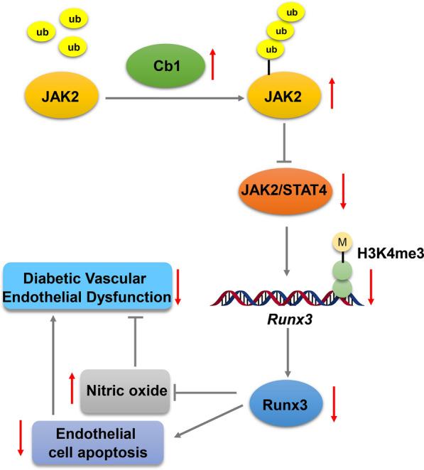 https://cdn.ncbi.nlm.nih.gov/pmc/blobs/9dba/8605525/87800855cc4e/12967_2021_3069_Fig8_HTML.jpg