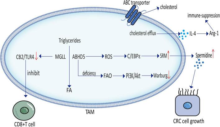 https://cdn.ncbi.nlm.nih.gov/pmc/blobs/9dbc/10064535/1efdaf86eb3d/12944_2023_1807_Fig3_HTML.jpg