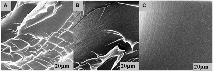 https://cdn.ncbi.nlm.nih.gov/pmc/blobs/9dbd/9868307/75b312a8d3ff/fchem-10-1094981-g007.jpg
