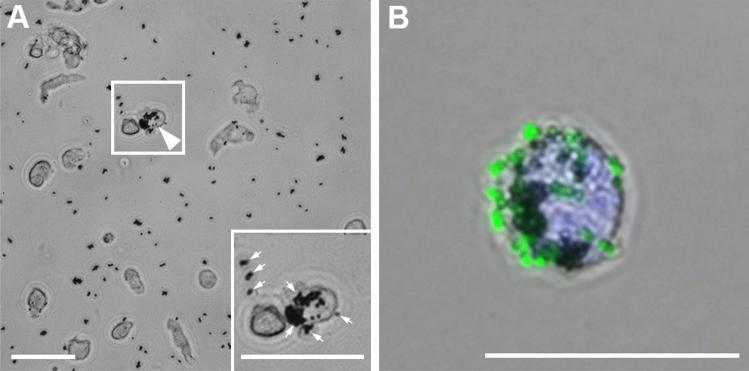 https://cdn.ncbi.nlm.nih.gov/pmc/blobs/9dc0/7820485/61c80e4ab675/41598_2021_81361_Fig1_HTML.jpg