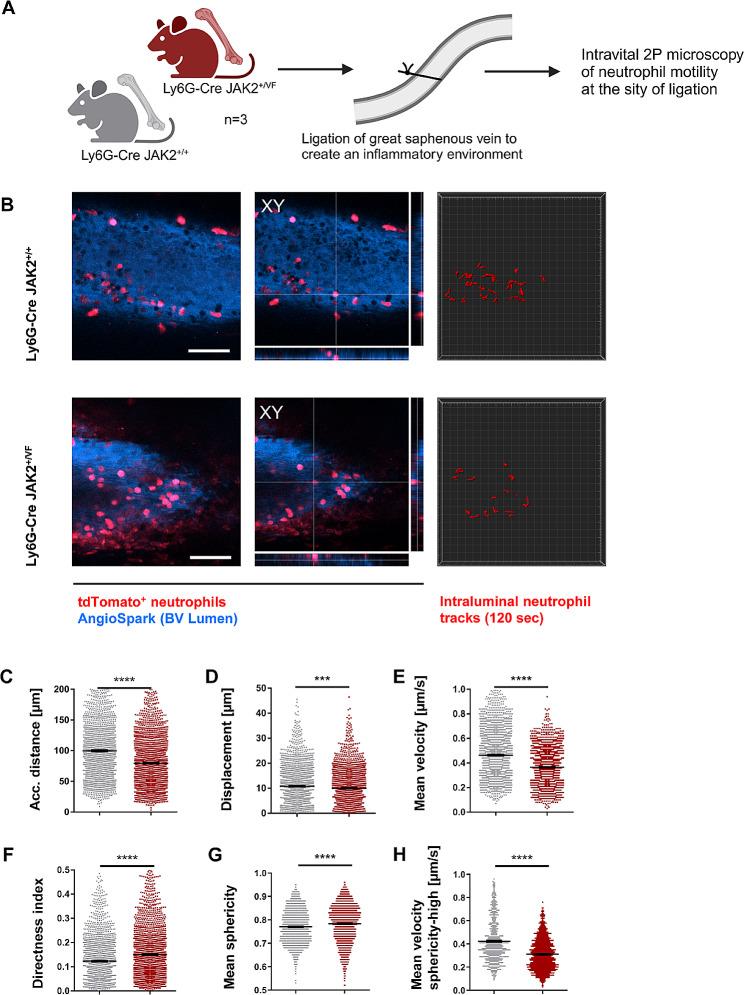 https://cdn.ncbi.nlm.nih.gov/pmc/blobs/9dc2/11163796/928d4c5bd7a4/13045_2024_1562_Fig7_HTML.jpg