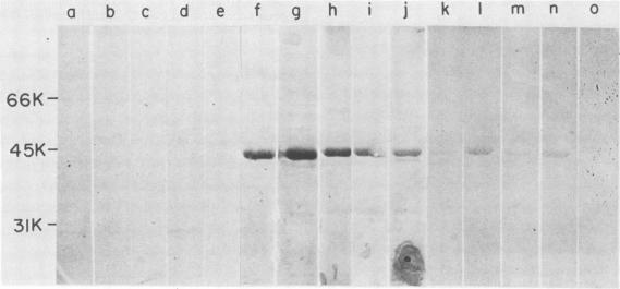 https://cdn.ncbi.nlm.nih.gov/pmc/blobs/9dc3/264282/cfeb65ad1220/iai00132-0220-b.jpg