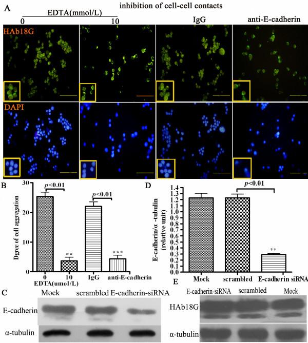 https://cdn.ncbi.nlm.nih.gov/pmc/blobs/9dc5/2864199/0ff80a067514/1471-2121-11-27-5.jpg