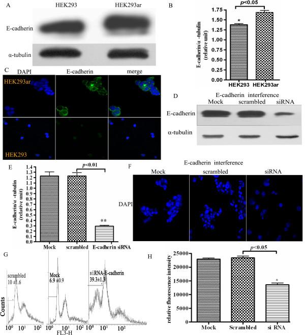 https://cdn.ncbi.nlm.nih.gov/pmc/blobs/9dc5/2864199/f2990817c061/1471-2121-11-27-3.jpg