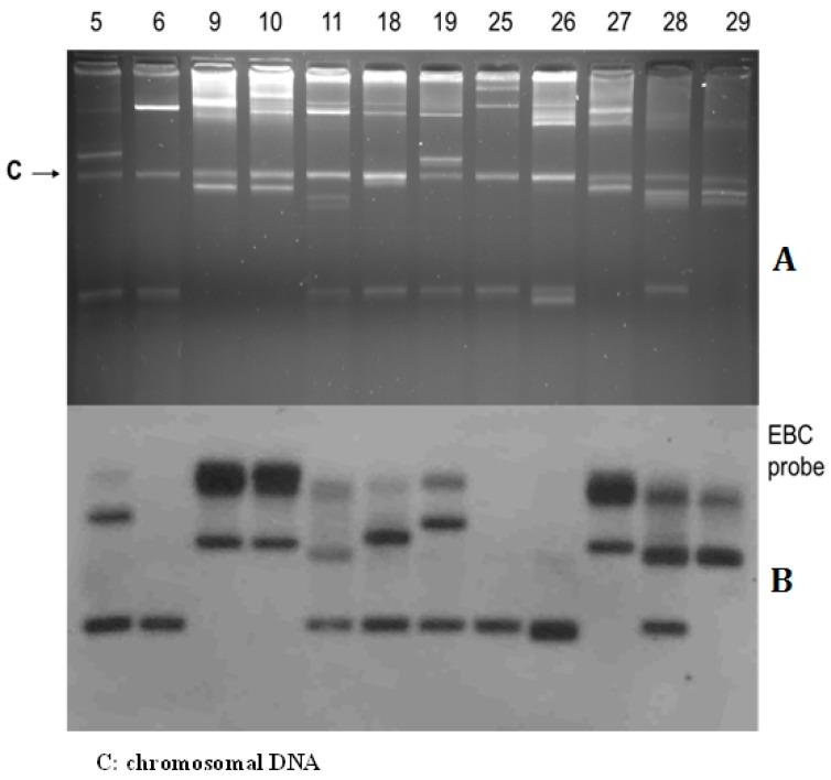 https://cdn.ncbi.nlm.nih.gov/pmc/blobs/9dc5/6352282/69bdcb7ae529/jcm-08-00008-g001.jpg