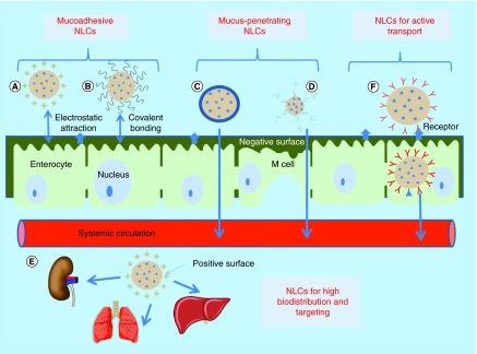https://cdn.ncbi.nlm.nih.gov/pmc/blobs/9dc6/5137980/6181026e9f0d/fsoa-02-135-g8.jpg