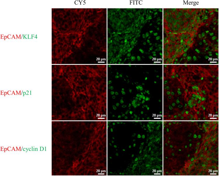 https://cdn.ncbi.nlm.nih.gov/pmc/blobs/9dc6/5620042/00a29ae09b6f/41598_2017_12045_Fig5_HTML.jpg