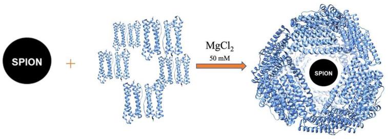 https://cdn.ncbi.nlm.nih.gov/pmc/blobs/9dc7/9919024/3129d2ae6dbe/molecules-28-01163-g001.jpg