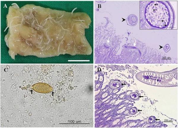 https://cdn.ncbi.nlm.nih.gov/pmc/blobs/9dcc/6361636/3dd7aec855c6/jvms-81-053-g002.jpg