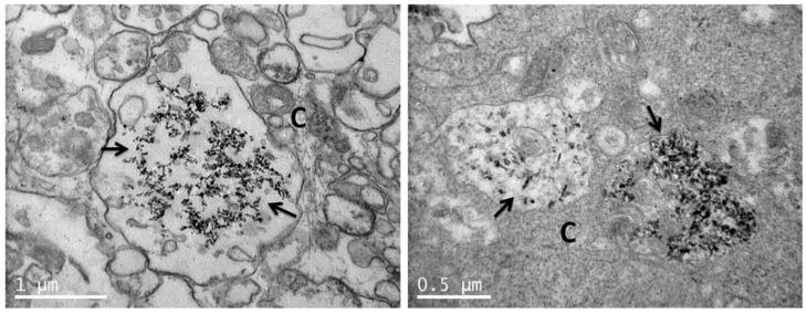 https://cdn.ncbi.nlm.nih.gov/pmc/blobs/9dcc/8145068/edc805ffba0f/nanomaterials-11-01152-g010.jpg