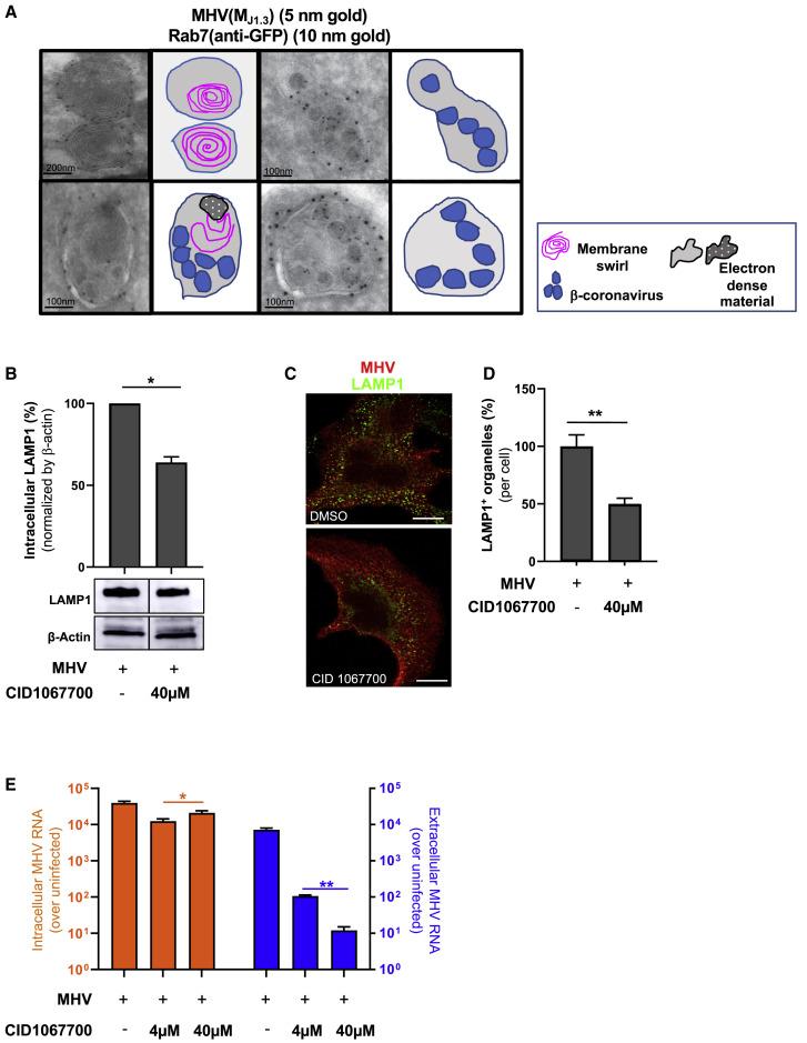 https://cdn.ncbi.nlm.nih.gov/pmc/blobs/9dce/7590812/2505e03ca4e4/gr5_lrg.jpg