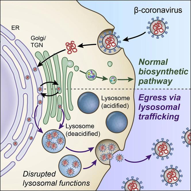 https://cdn.ncbi.nlm.nih.gov/pmc/blobs/9dce/7590812/d7044cd913d8/fx1_lrg.jpg