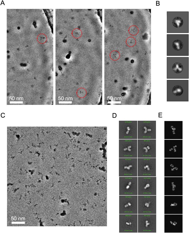 https://cdn.ncbi.nlm.nih.gov/pmc/blobs/9dd0/11189423/89922f6d810b/41598_2024_62045_Fig3_HTML.jpg