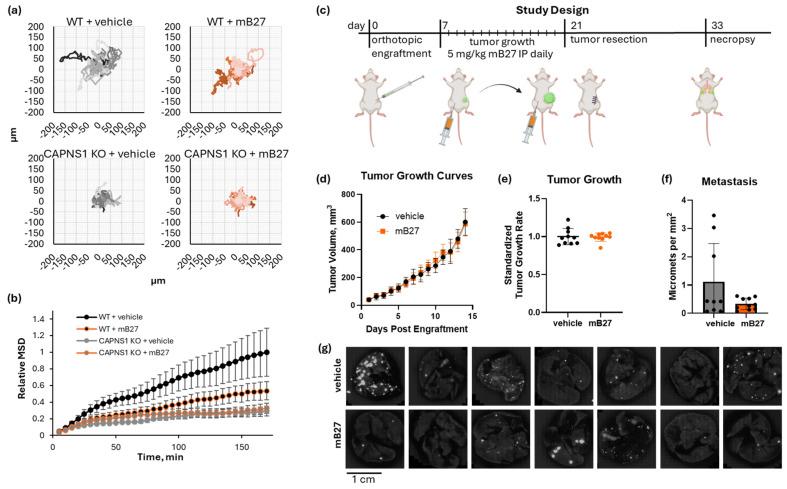 https://cdn.ncbi.nlm.nih.gov/pmc/blobs/9dd0/12427806/4f0d966c4e89/cells-14-01314-g005.jpg